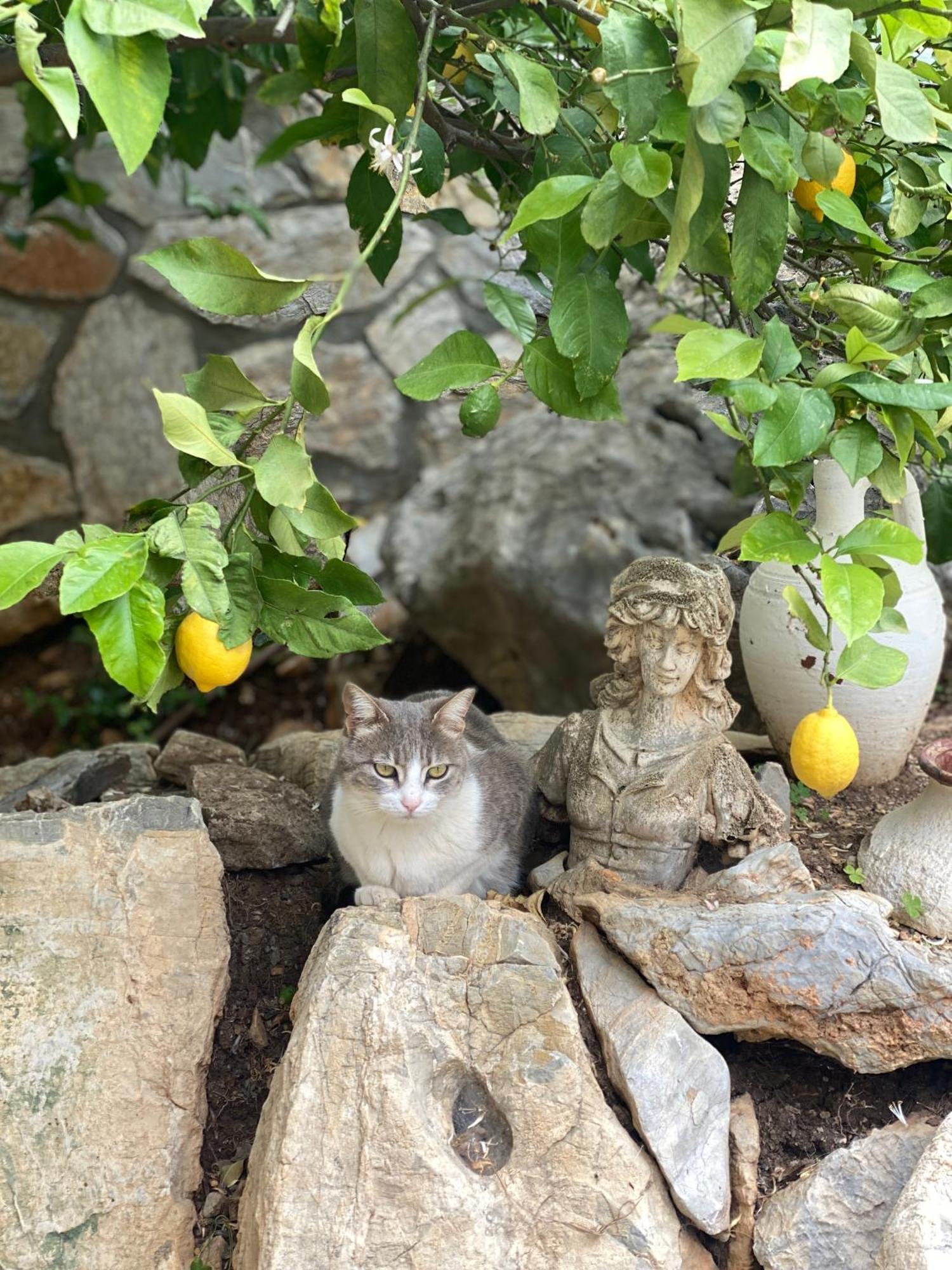 Hotel Villa Tokur ダッチャ エクステリア 写真